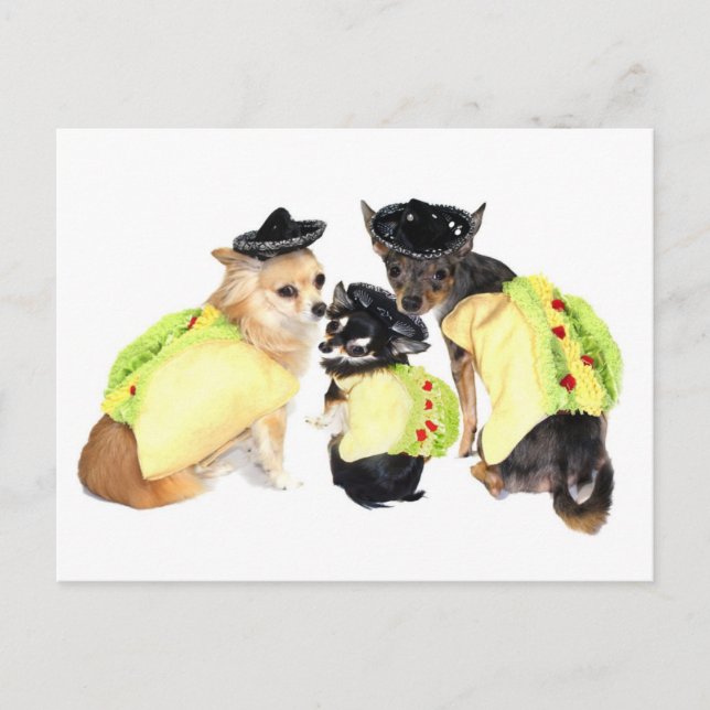 Postal Taco Chihuahuas (Anverso)
