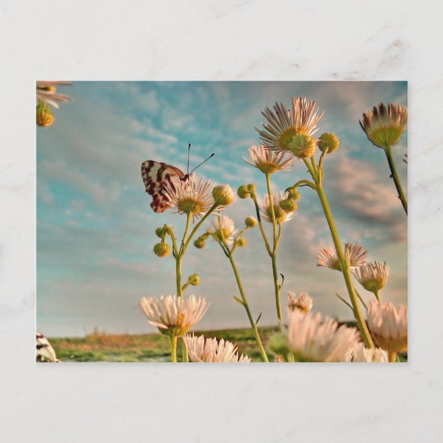 Postal Tacto del polvo mágico de la onza (Anverso)