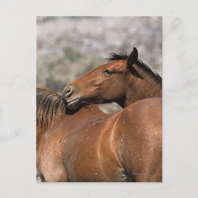 Postal Tacto salvaje de los caballos del mustango (Anverso)