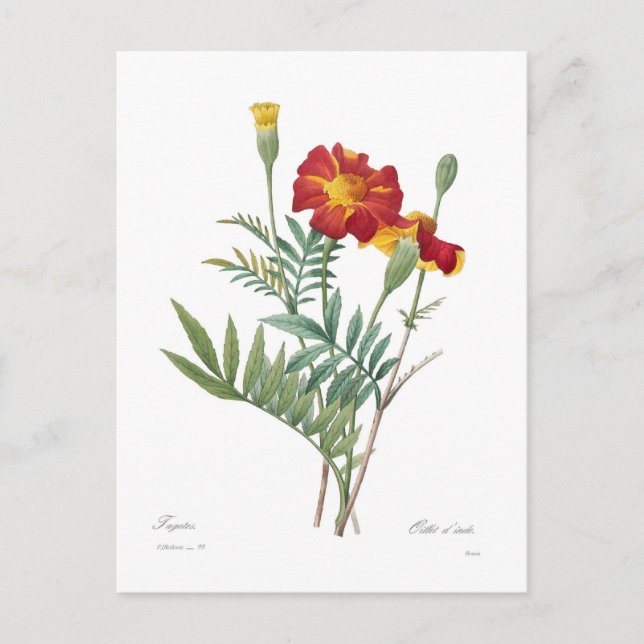 Postal Tagetes (Anverso)