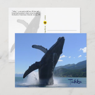 Postal "Tahku"— rompiendo la estatua de ballena jorobada 