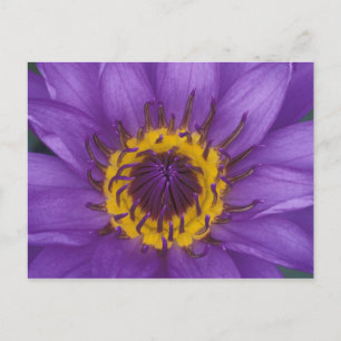 Postal Tailandia, Bangkok, Loto púrpura y amarillo