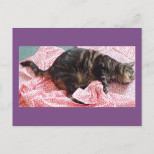 Postal Tailor Dave Postcard