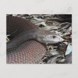 Postal Taipan costero