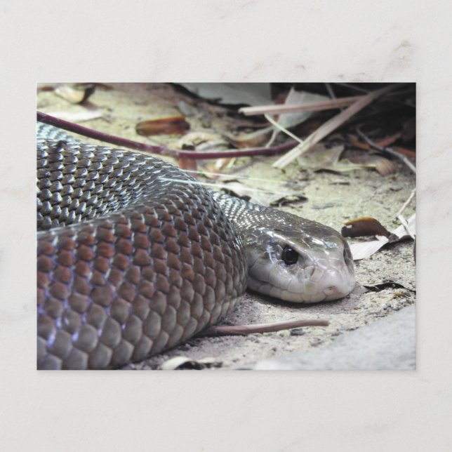 Postal Taipan costero (Anverso)