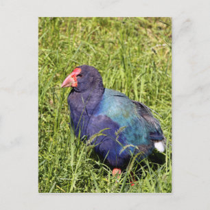 Postal Takahe, ave nativa en peligro de extinción de Nuev