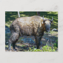 Postal Takin, animal nacional de Bután - Himalaya, Asia