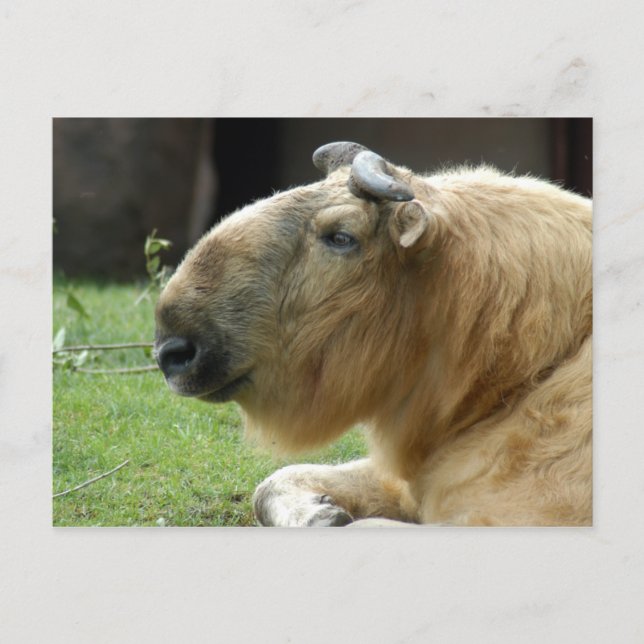 Postal takin chino-4 (Anverso)