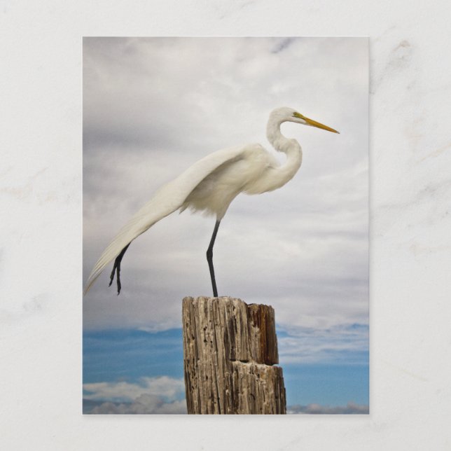 Postal Talented Egret | Fort Myers Beach, Florida (Anverso)