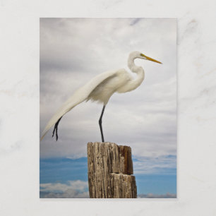 Postal Talented Egret   Fort Myers Beach, Florida