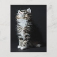 Tall Tabby