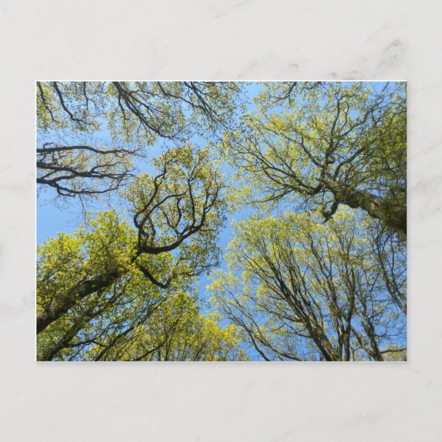 Postal Tall Trees (Anverso)