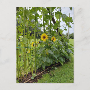 Postal Tallos de girasol con flores amarillas