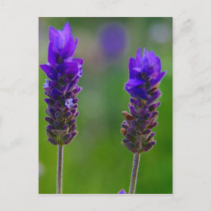 Postal tallos de lavanda