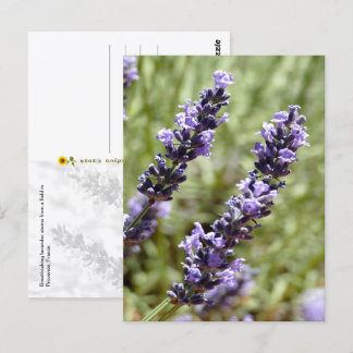 Postal Tallos de lavanda, Provenza, Francia -