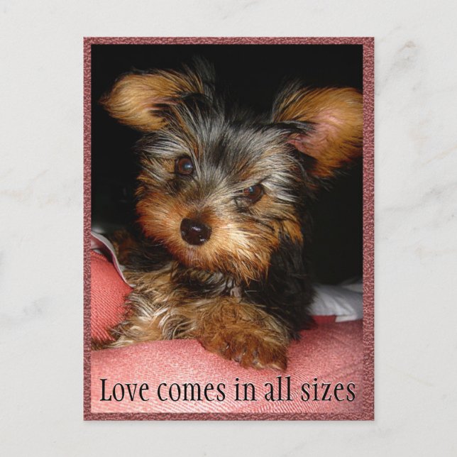 Postal Tamaño de Love Yorkie (Anverso)