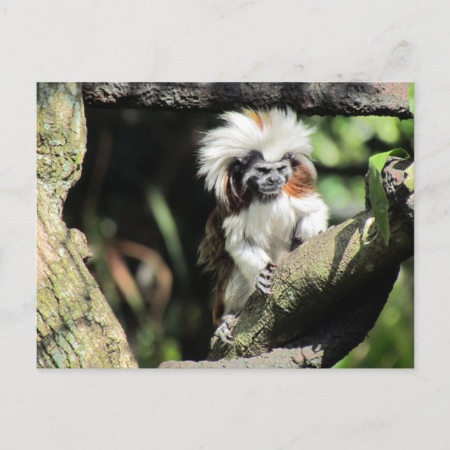 Postal Tamarin de Cottontop (Anverso)