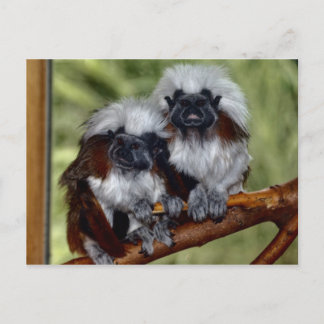 Postal Tamarin de la cima del algodón