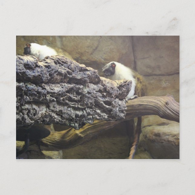 Postal Tamarin Pied # 1 (Anverso)