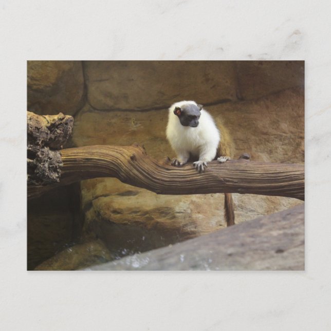 Postal Tamarin Pied # 2 (Anverso)