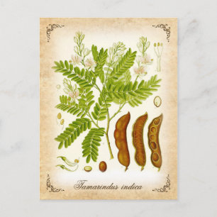 Postal Tamarind - ilustracion vintage