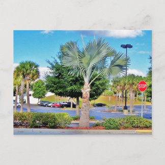 Postal Tampa-Florida
