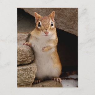 Postal Tan curioso chipmunk