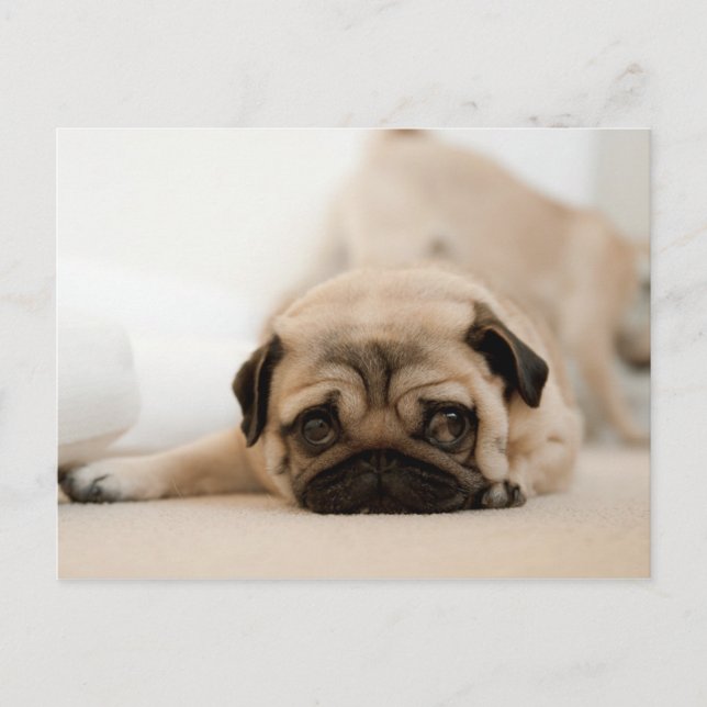 Postal Tan Female Pug (Anverso)