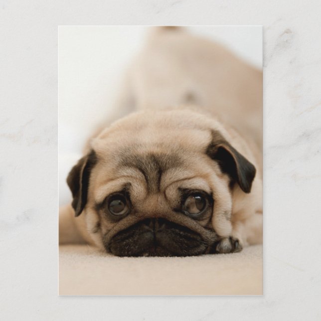 Postal Tan Female Pug (Anverso)