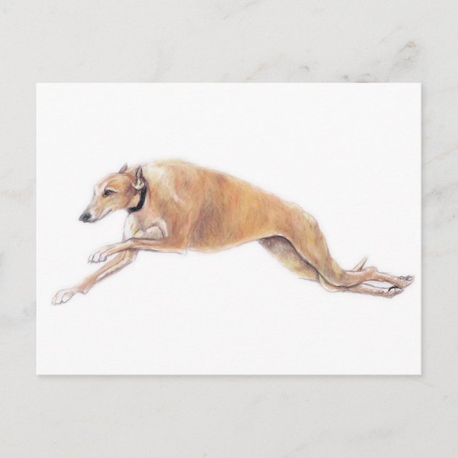 Postal Tan Greyhound Running Dog Art Postcard (Anverso)