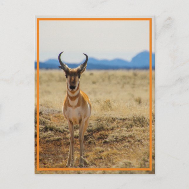 Postal tan guapo (Anverso)