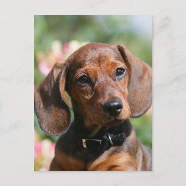 Postal Tan Miniture Dachshund (Anverso)