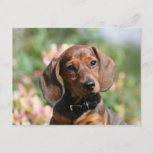 Postal Tan Miniture Dachshund
