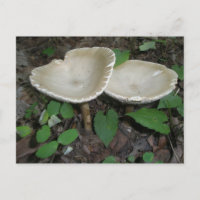 Tan Mushroom Postcard