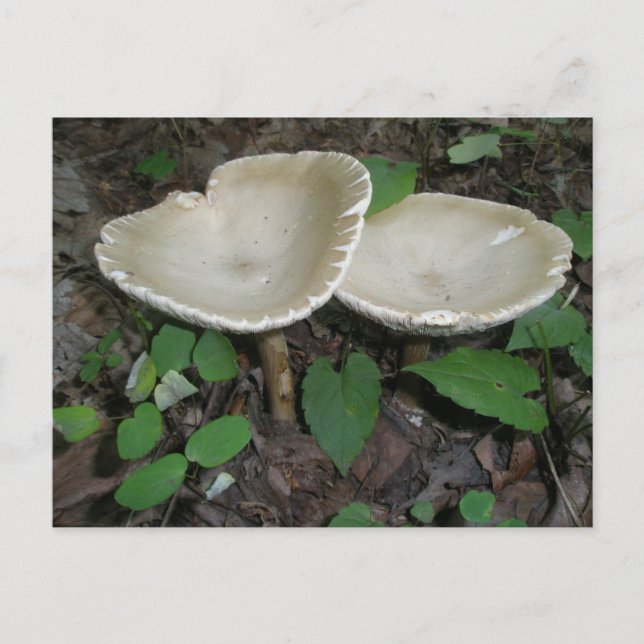 Postal Tan Mushroom Postcard (Anverso)