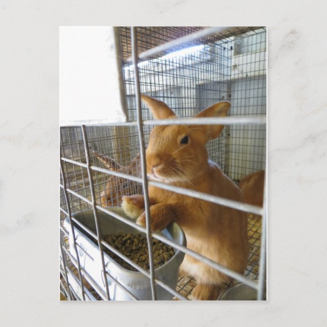 Postal Tan Rabbit (Anverso)