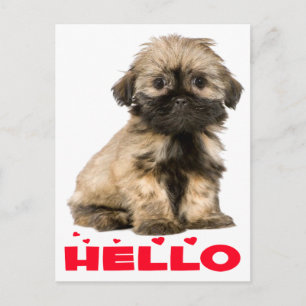 Postal Tan y Black Shih Tzu Cuppy Perro Red Hello Hearts