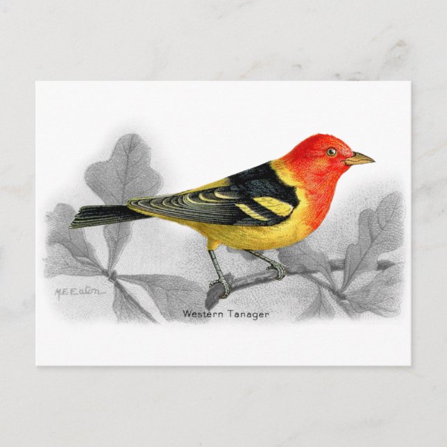 Postal Tanager occidental (Anverso)