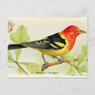 Postal Tanager occidental