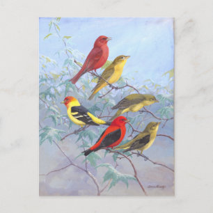 Postal Tanager Vintage
