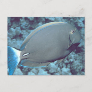 Postal Tang Fish
