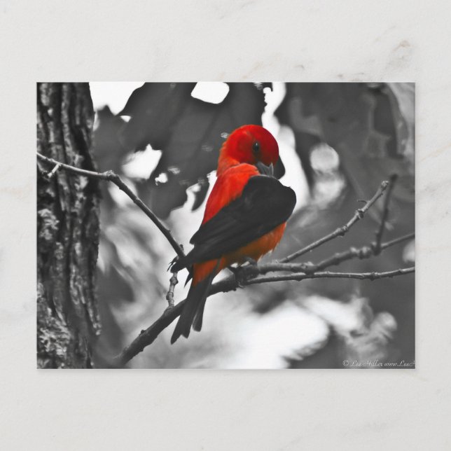 Postal Tángara Escarlata macho (Anverso)