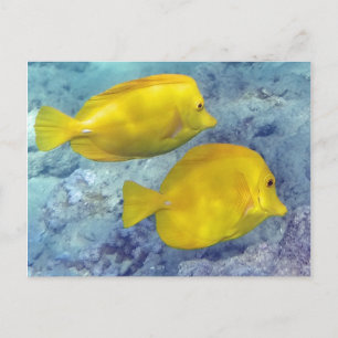 Postal Tangs amarillos