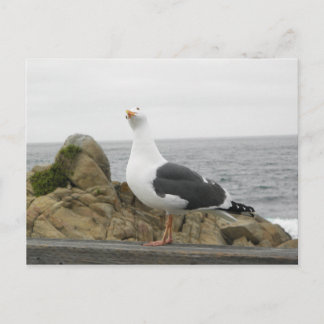 Postal Tanta Gaviota De Cabeza Inclinada