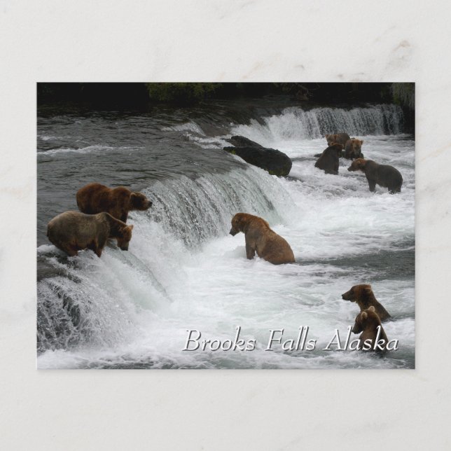 Postal Tantos osos, Brooks Falls Alaska (Anverso)