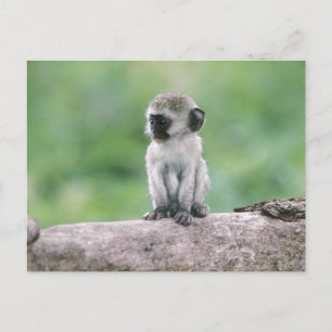 Postal Tanzania, cráter de Ngorogoro. Primer plano de vid