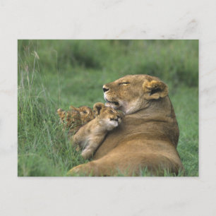 Postal Tanzania, cráter de Ngorongoro. Madre de león afri
