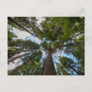 Postal Tapa de árbol Douglas Fir