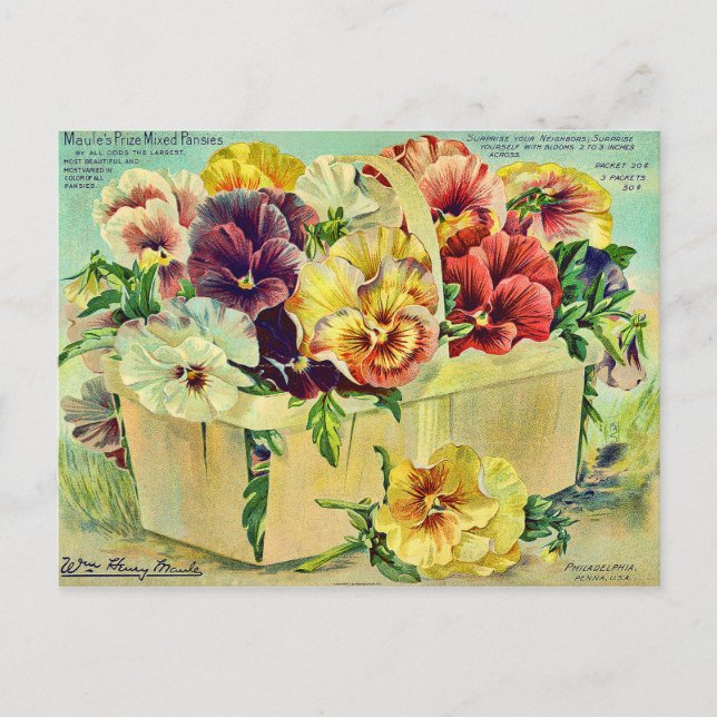 Postal Tapa del paquete de Semillas Vintage de Flores Pan (Anverso)