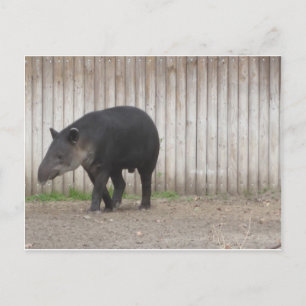 Postal Tapir